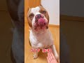 ピットブルは躾をちゃんと覚えているのか!ロッキー天才?!#shorts