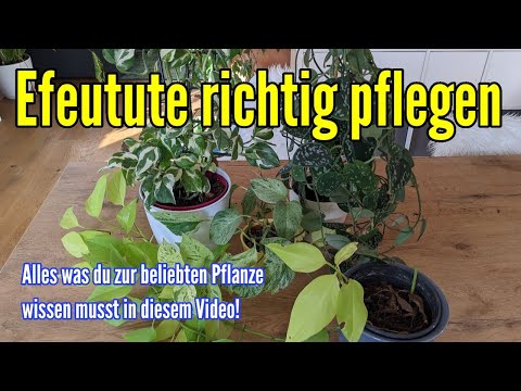 Video: Lieben Efeutute es, wurzelgebunden zu sein?