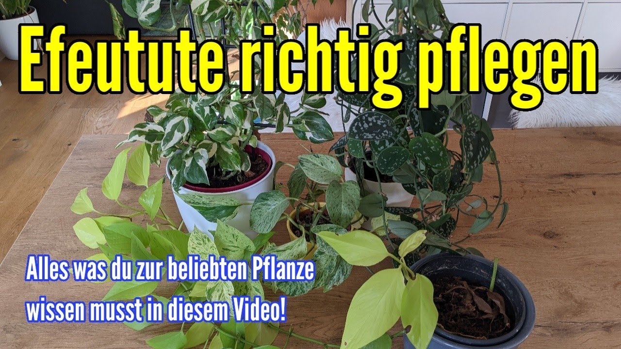 Efeutute pflegen gießen düngen vermehren Standort umtopfen und mehr
