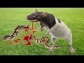 Python vs mouse  python attack compilation