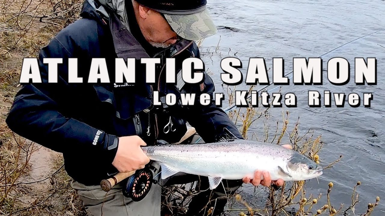 Atlantic Salmon  - Kitza River  - Russia on the Kola Peninsula