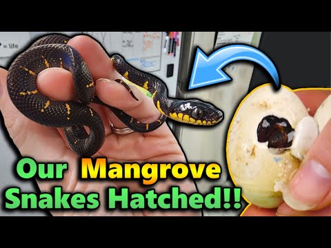 Baby Mangrove Snakes