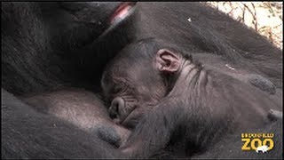 Baby Born to Koola Gorilla