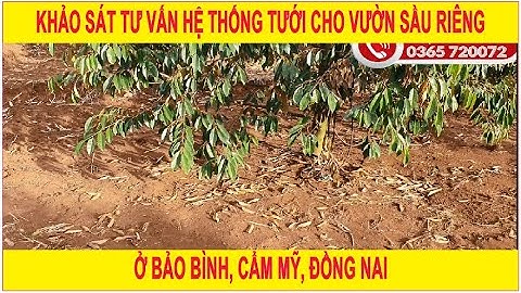 BÉC TƯỚI CÂY ASOP | Khảo sát tư vấn hệ thống tưới cho vườn sầu riêng ở Bảo Bình, Cẩm Mỹ, Đồng Nai