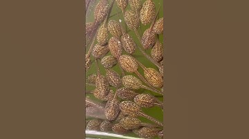 Raising a Frog army month 4 update #frogarmy #tadpoles #frogs #frogspawn