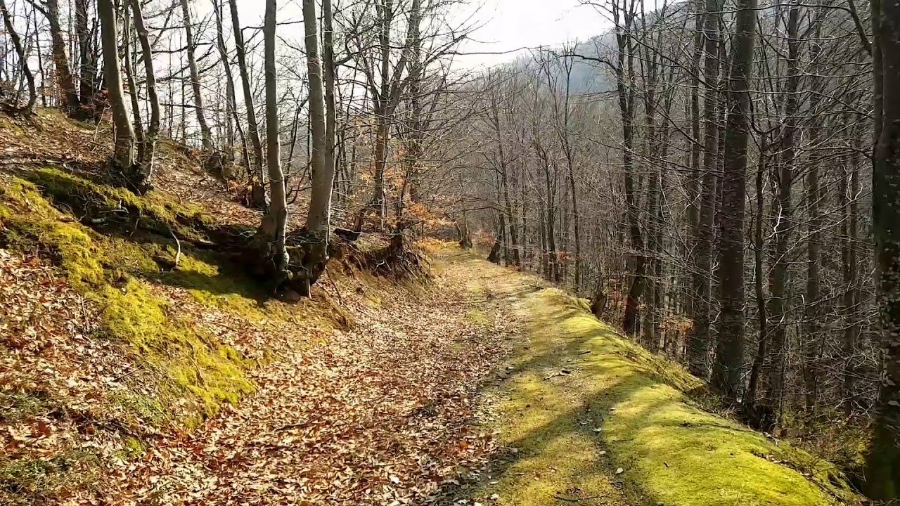 Šetnja kroz šumarak zlatne bukve