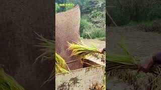 Traditional farming threshes rice with simple tools #shorts