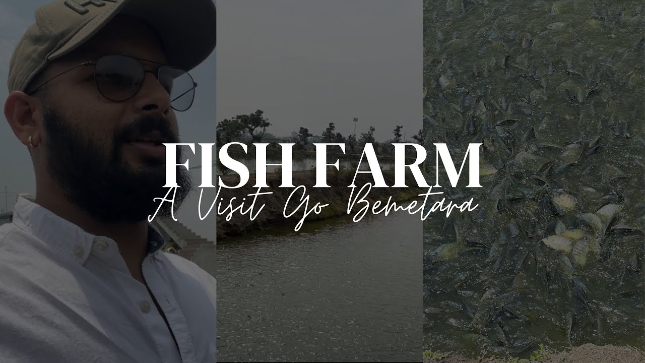 Fish Farm Visit On A Sunday Fishery In Raipur, Chhattisgarh Had To