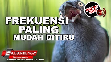 🔴 Siaran Srigunting Gacor Full Tembakan Cililin Pelatuk Tengkek Buto  ❗️