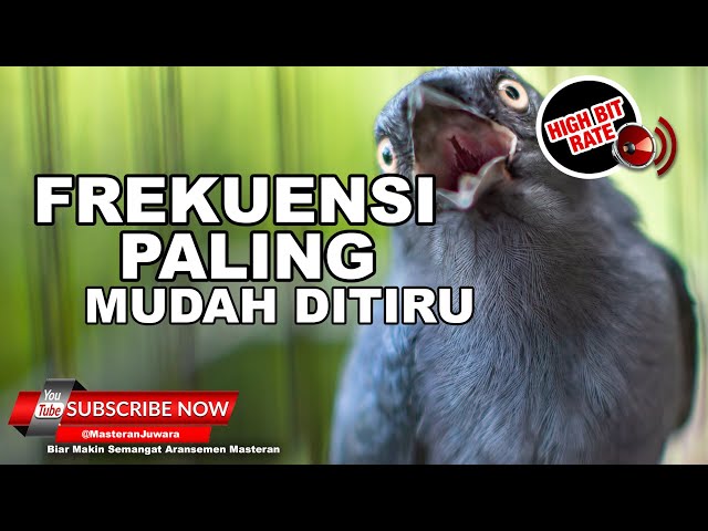 🔴 Siaran Srigunting Gacor Full Tembakan Cililin Pelatuk Tengkek Buto  ❗️ class=