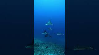 Sit back, relax and follow the eagle rays!😍 • • • #visitmaldives #visitrasdhoo #scuba #scubadiving