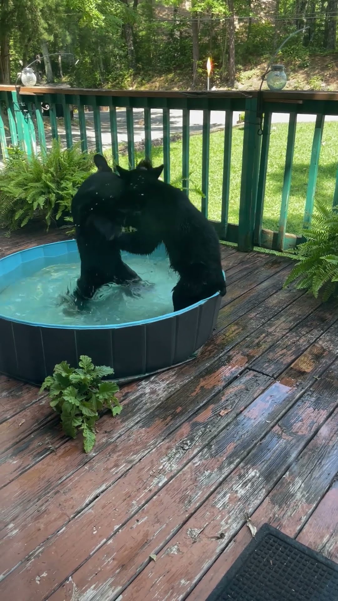 Bear Cub Pool Party || ViralHog