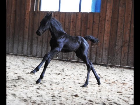10-days-old-friesian-horse-filly-jildou-at-the-inside-arena,-so-cute.....