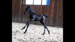 10 days old Friesian horse filly Jildou at the inside arena, so cute.....