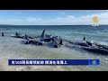 澳洲西海岸160頭鯨魚集體擱淺 28頭不幸死亡