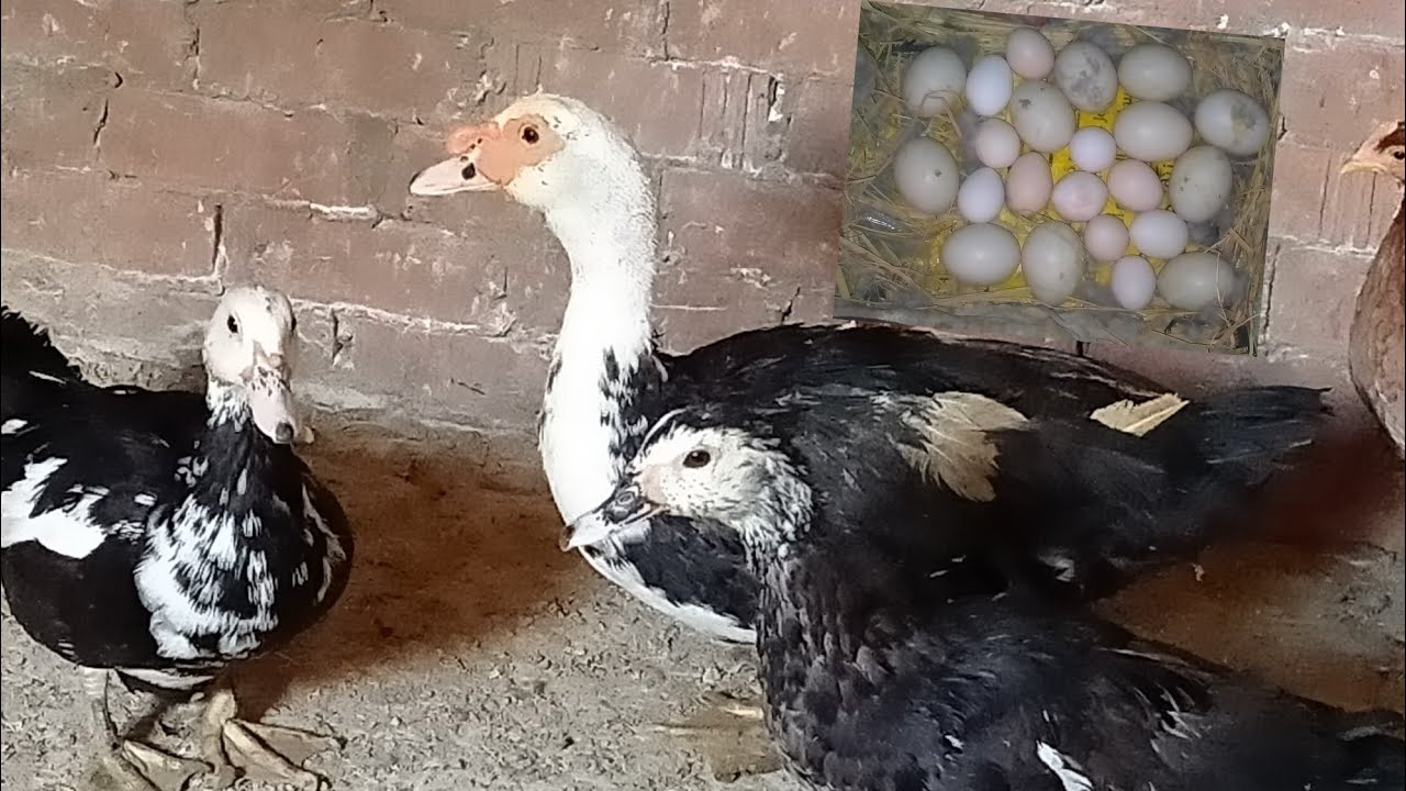 علشان نحط بيض الفراخ للبط يرقد عليه أوعو تغلطو الغلطه الكبيره دى لتخسروا كل البيض