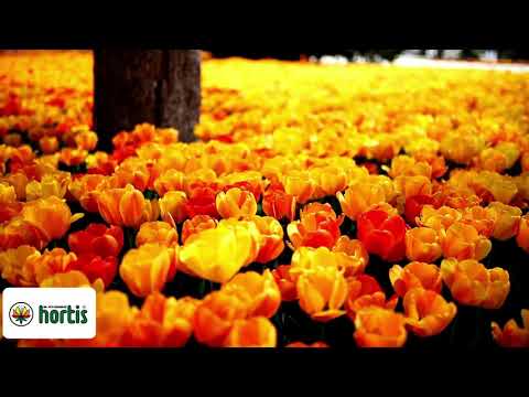 Video: Zahradní Centrum AST Medovoe Ve čtvrti Vsevolozhsky