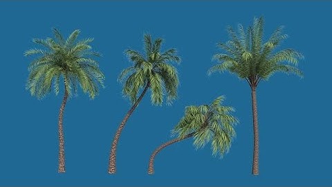 Palm Trees Stock Motion Graphics