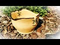 Quince Wood log to Uniqe Bowl ( Natural edge) Woodturning