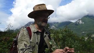 Control of invasive Red Oak (Quercus rubra) at Monte Barro, Lecco, Italy