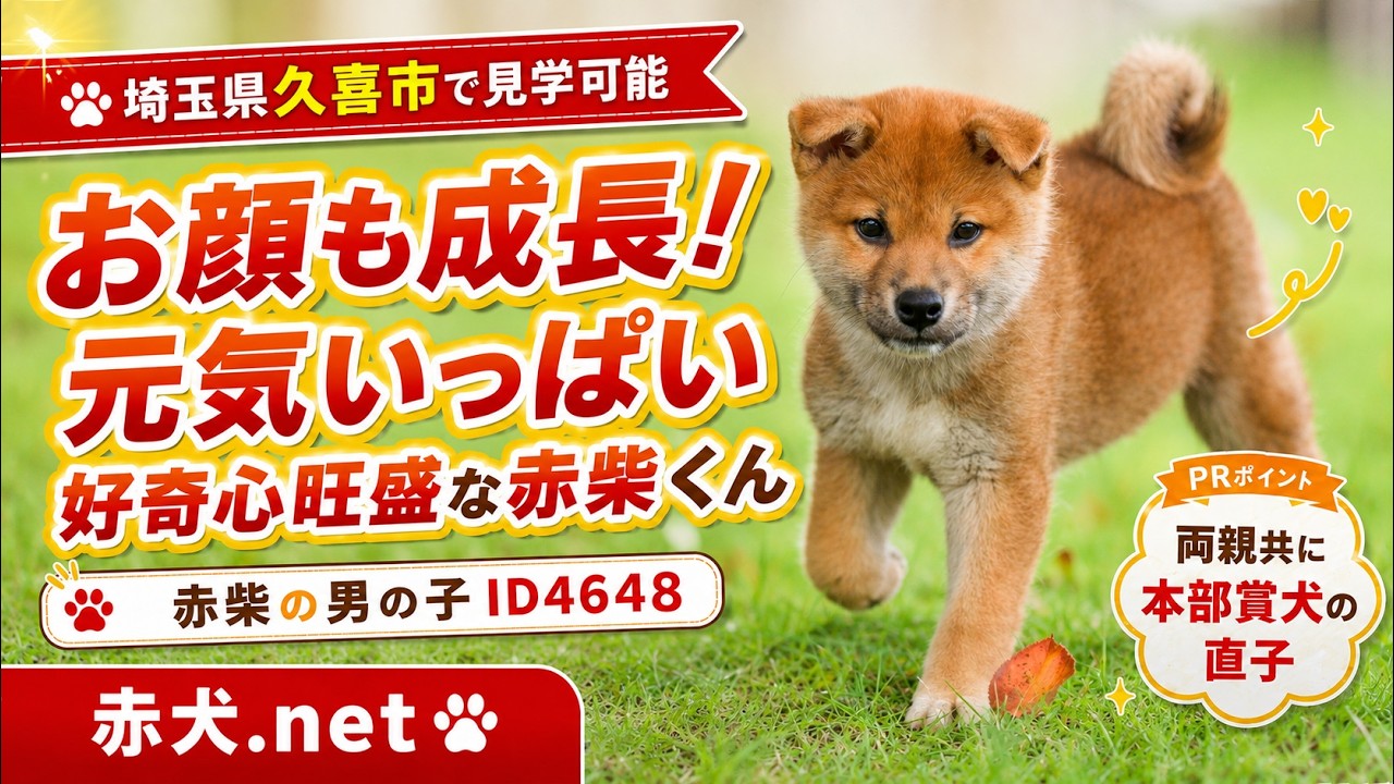 赤柴オス子犬】ID4648の詳細情報と購入ガイド｜価格・血統・保証内容