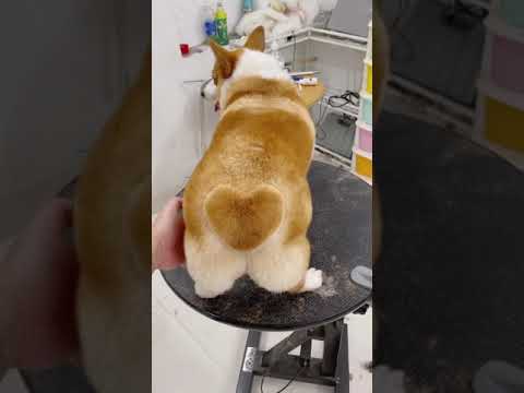 Corgi tỉa mông trái tim