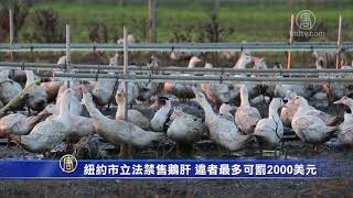 纽约市立法禁售鹅肝 违者最多可罚2000美元