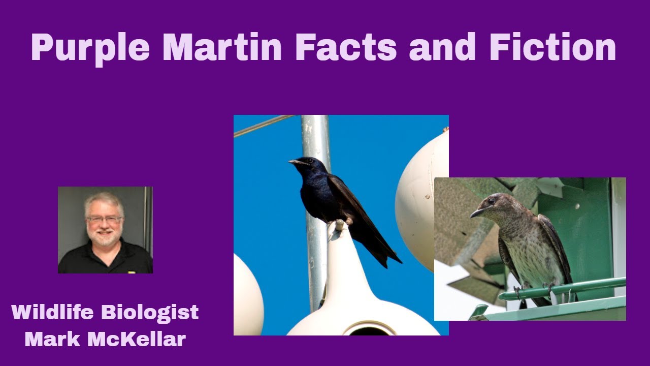 Purple Martin Facts and Fiction