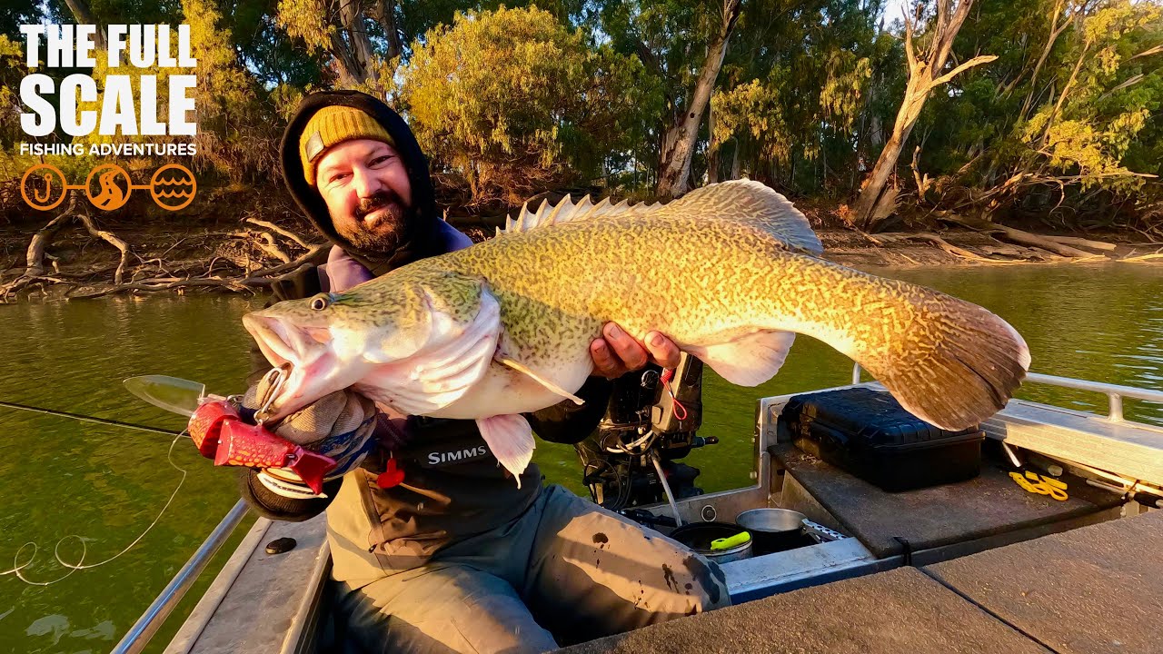 Murray Cod On The Surface, New Location Produces The Fish | The Full ...