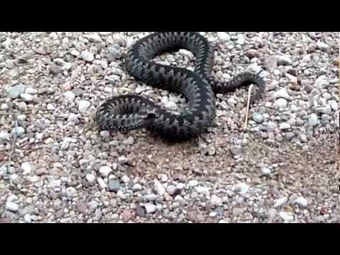 Vipera Berus attack