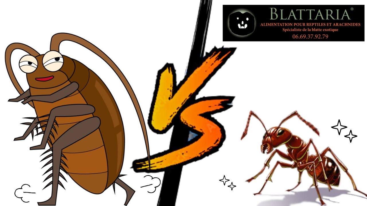 Fourmis VS Blattes ? La protéine pour vos fourmis! Découverte de la boutique Blattaria .