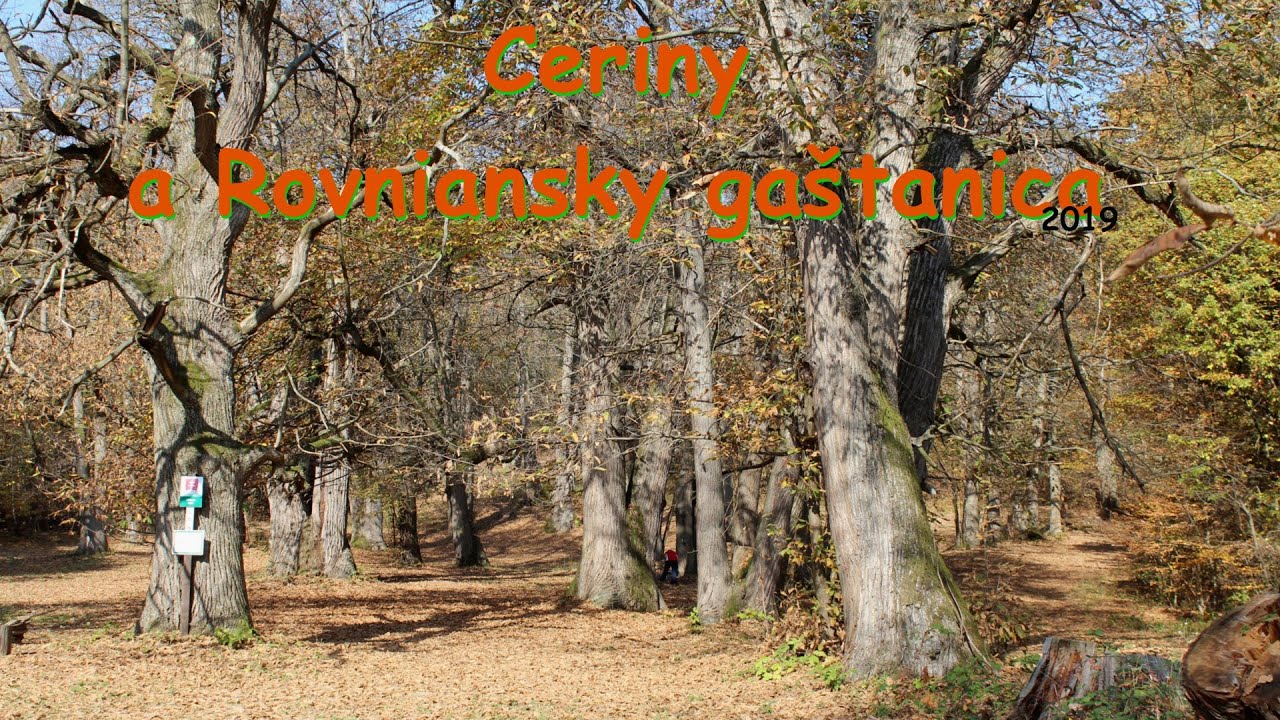 Bludárium – Revúcka vrchovina (Ceriny a Rovnianska gaštanica)