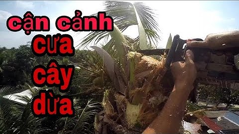 Cận cảnh cưa cây dừa gần hàng rào nghiêng vô nhà /saw the coconut tree leaning into the house
