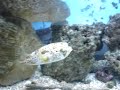 Puff vs. 25 Shrimp