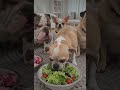 puppy having# food #fyp