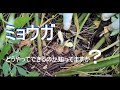 ミョウガ【生長記録・収穫・植え方】 2022年5月21日、6月4日、8月14日