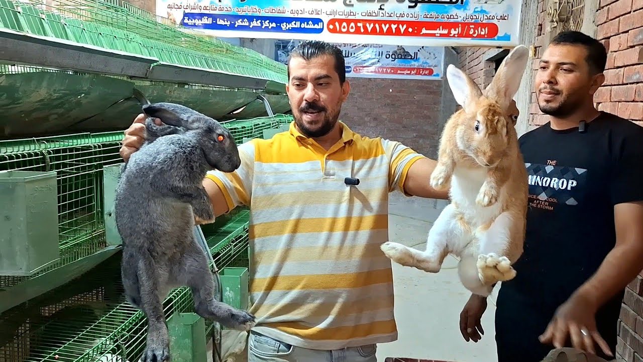 هو انت فاكر الارانب الي عندك دي سلالات اتفرج ع السلالات والاوزان والاسعار يبتاع السلالات