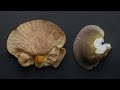 Mukitake late fall oyster mushroom sarcomyxa serotina