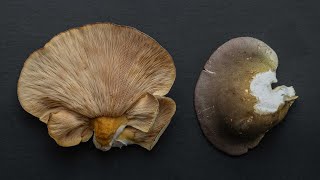 Mukitake: Late Fall Oyster Mushroom (Sarcomyxa serotina)