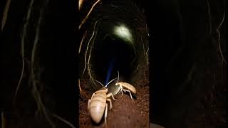 Camera on a Root Aphid?! Exploring a Hidden Underground Colony 🐜🔬 #Shorts