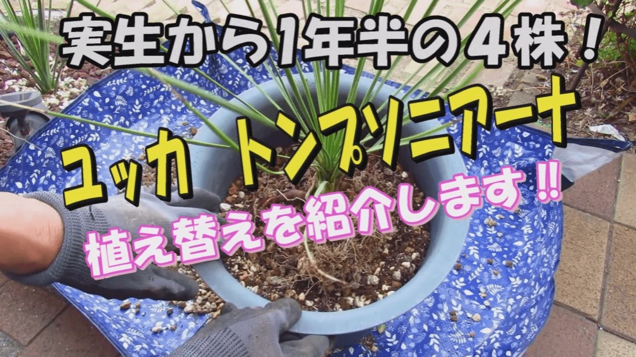 Repotting 4 Yucca thompsoniana! #yucca #youtube #YuccaThompsoniana