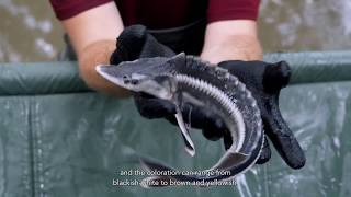 Life-Sterlet Identification Of Danube Sturgeon Species