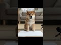 #犬のいる暮らし #犬 #いぬすたぐらむ #豆柴 #柴犬