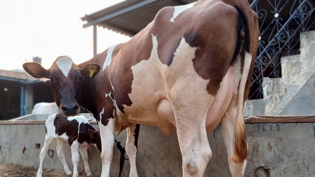 ਪਲੂਨ ਆਇਰ ਸ਼ਾਇਰ ਵੱਛੀ ਵਿਕਾਊ,98784-48264 and 94782-63916