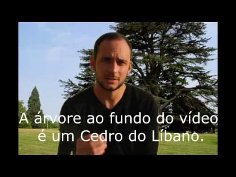 Vídeo: Cedro Libanês (41 Fotos): Descrição Dos Cones. Qual é A Aparência De Um Cedro Do Líbano? Cultivando A Partir De Sementes Em Casa