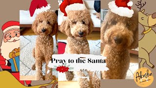Pray to Santa Claus | Standard Poodle's Christmas Pray  | 2021 Christmas Vlog 1 by Akasha the Standard Poodle 54 views 2 years ago 2 minutes, 2 seconds