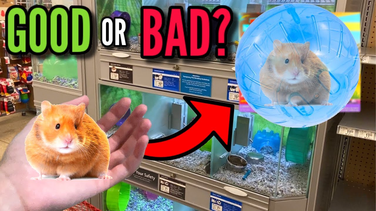 Are Hamster Balls Safe For Hamsters?