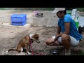 Khon Jai Ma | Dog Training with Natt at Rescue Paws Khon Jai Ma | Dog Training with Natt at Rescue Paws