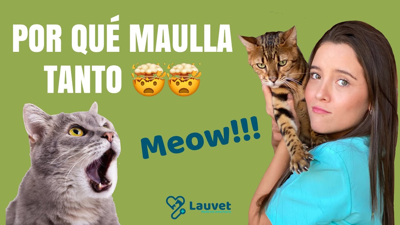 ¿POR QUÉ MI GATO MAULLA MUCHO? - Lauvet - YouTube