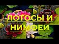 Водные растения Лотос и Нимфеи (Кувшинка) - какая между ними разница